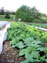 Cabbages in the garden June 23, 2008.
