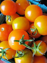 Cherry tomatoes, harvested early September, 2008.