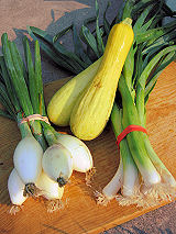 Onions, yellow squash and leeks, harvested July 29, 2008.