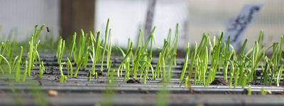 Sprouting onions in trays in our greenhouse