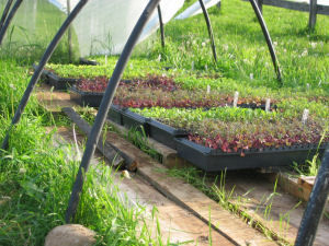 Young veggies in small tunnel May 15, 2008, just before planting.